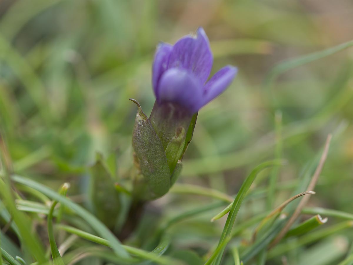 Gentianella campestris